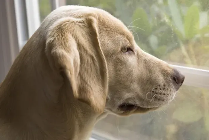 Framed Print : A Labrador Retriever puppy looking out the window Framed Print : A Labrador Retriever puppy looking out the window