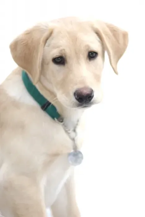 Framed Print : Labrador Retriever Puppy, (MR) Framed Print : Labrador Retriever Puppy, (MR)