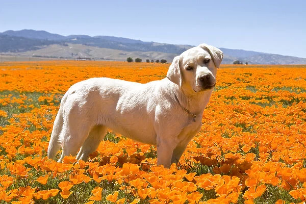 Labrador Retriever standing in a field of poppies in Antelope Valley California