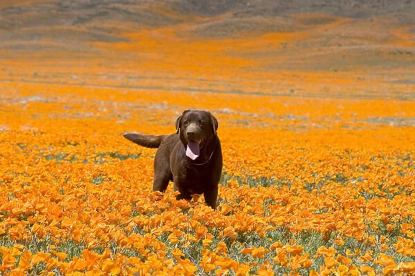 Labrador Retriever standing alone in a field of poppies at Antelope Valley California