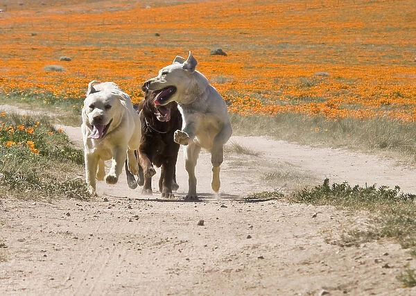 Three Labrador Retrievers running down a dirt road in Antelope Valley California