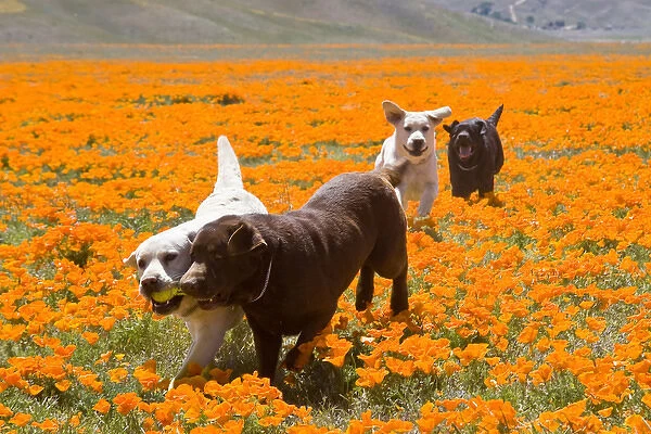 Four Labrador Retrievers running through a field of poppies in Antelope Valley California