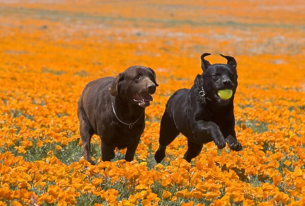 Two Labrador Retrievers running and playing chase in poppies at Antelope Valley California