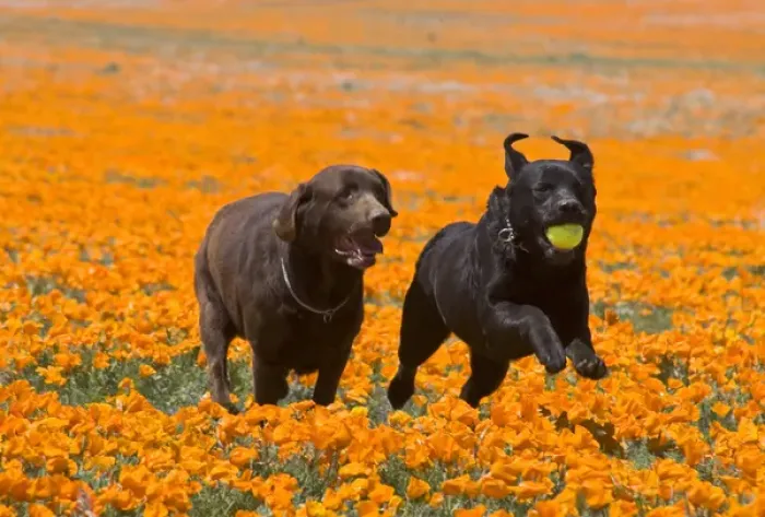 Framed Print : Two Labrador Retrievers running and playing chase in poppies at Antelope Valley California Framed Print : Two Labrador Retrievers running and playing chase in poppies at Antelope Valley California