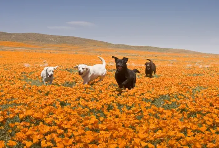 Framed Print : Four Labrador Retrievers running through poppies in Antelope Valley California