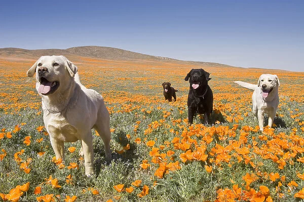 Four Labrador Retrievers standing in a field of poppies at Antelope Valley in California