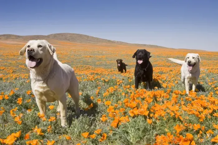 Framed Print : Four Labrador Retrievers standing in a field of poppies at Antelope Valley in California