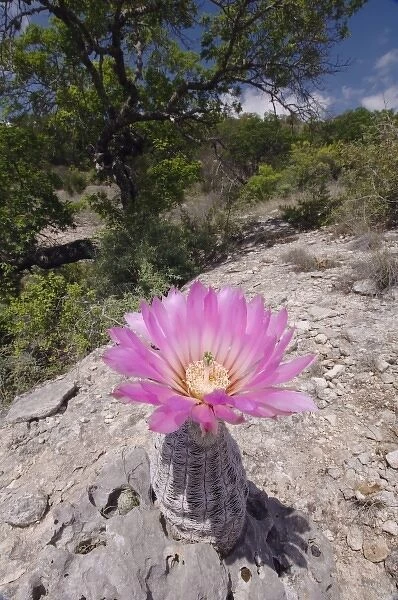Lace Cactus, Echinocereus reichenbachii, blooming, Uvalde County, Hill Country, Texas