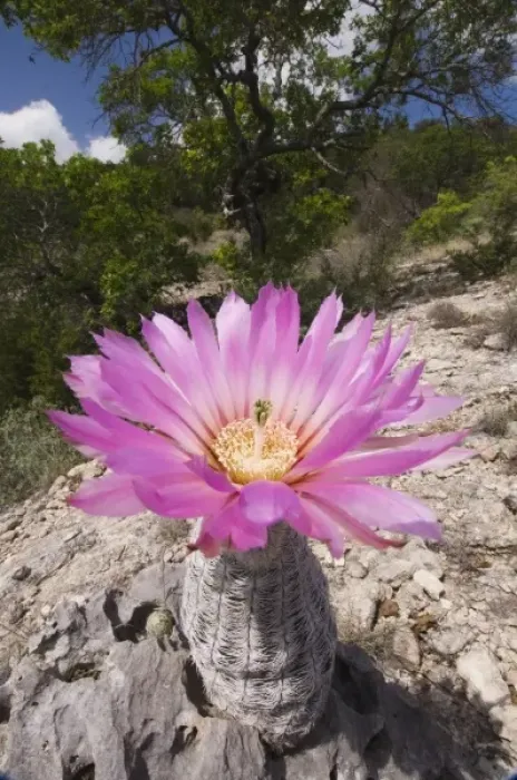 Framed Print : Lace Cactus, Echinocereus reichenbachii, blooming, Uvalde County, Hill Country, Texas Framed Print : Lace Cactus, Echinocereus reichenbachii, blooming, Uvalde County, Hill Country, Texas