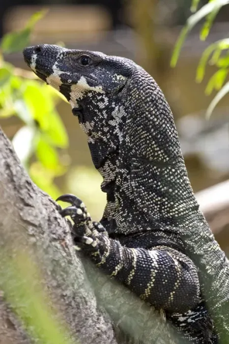 Framed Print : Lace Monitor Varanus varius Queensland, Australia