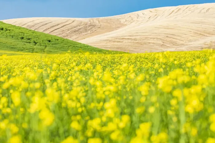 Framed Print : Lacrosse, Washington State, USA. Blooming canola field in the Palouse hills Framed Print : Lacrosse, Washington State, USA. Blooming canola field in the Palouse hills