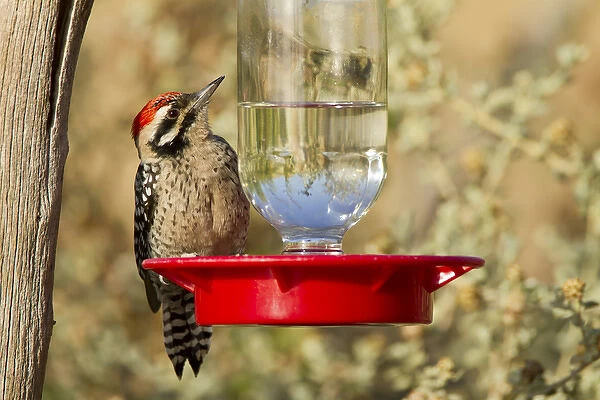 Ladder-backed Woodpecker (Picoides scalaris) drinking at hummingbird feeder, Davis Mountains