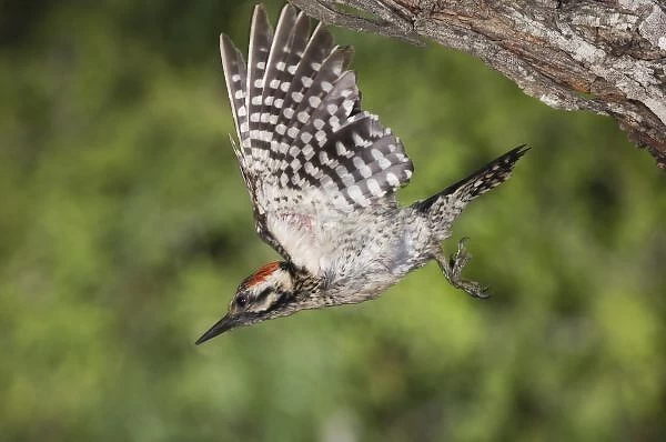 Ladder-backed Woodpecker, Picoides scalaris, male in flight leaving nesting cavity