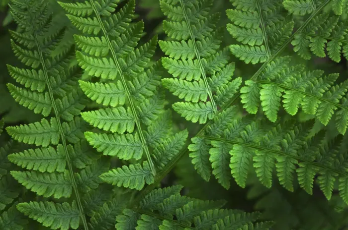 Framed Print : Lady-fern (Athyrium filix-femina) Framed Print : Lady-fern (Athyrium filix-femina)