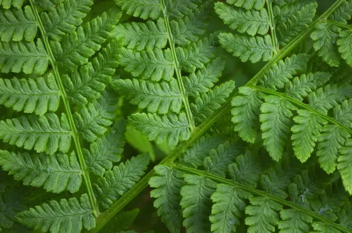 Framed Print : Lady-fern (Athyrium filix-femina)