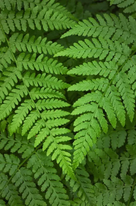 Framed Print : Lady Fern (Athyrium filix-femina) Framed Print : Lady Fern (Athyrium filix-femina)