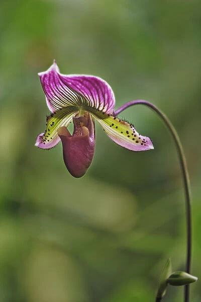 Lady slipper Orchid