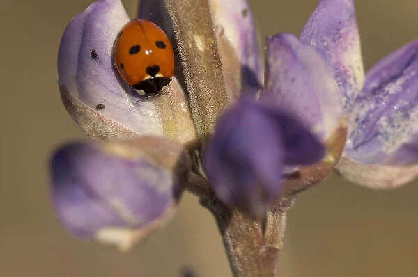 Ladybird beetle on lupine flowers, Santa Monica Mountains National Recreation Area