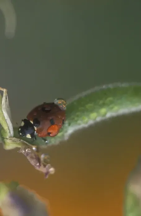 Framed Print : Ladybug asleep on flower, Portland, Oregon