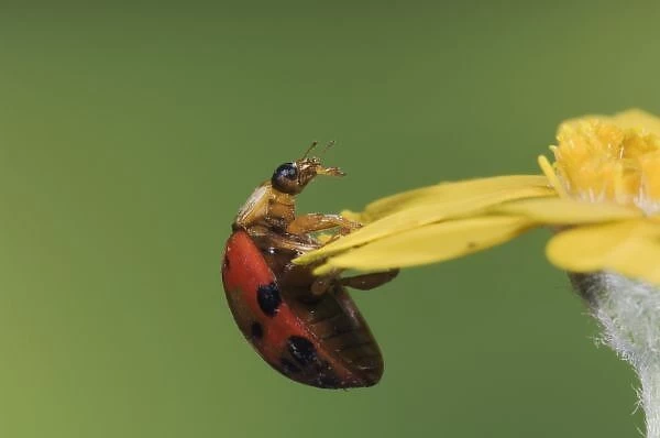 Ladybug Beetle, Coccinellidae, adult on flower, Uvalde County, Hill Country, Texas, USA