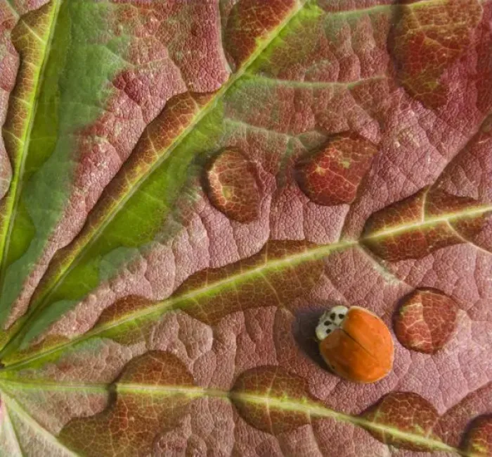 Framed Print : Ladybug on dewy maple leaf. Credit as: Don Paulson  /  Jaynes Gallery  /  Danita Delimont