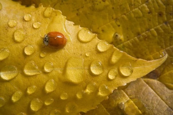 Ladybug on fall-colored