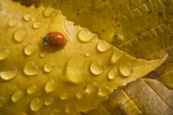 Framed Print : Ladybug on fall-colored