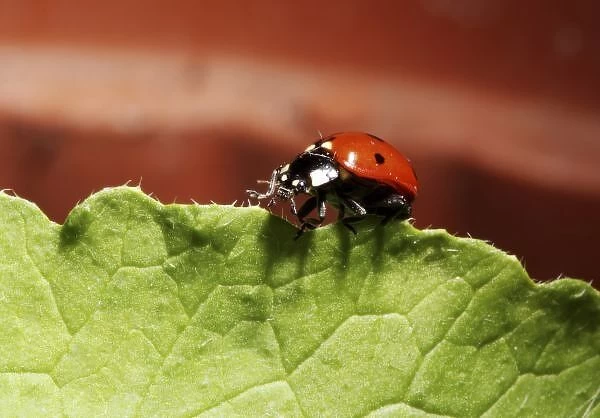 Ladybug on lettuce