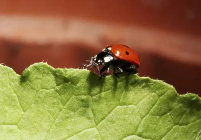 Framed Print : Ladybug on lettuce Framed Print : Ladybug on lettuce