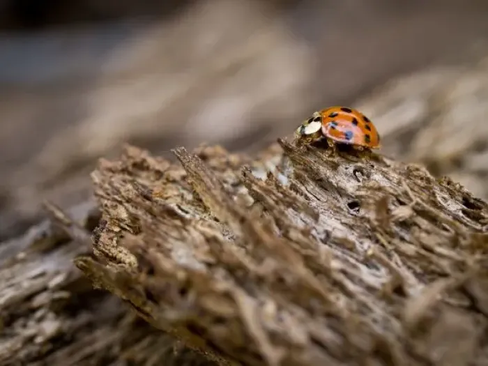 Framed Print : Ladybug on old wood, Apalachicola Bluffs and Ravines Preserve, near Apalachicola River Framed Print : Ladybug on old wood, Apalachicola Bluffs and Ravines Preserve, near Apalachicola River