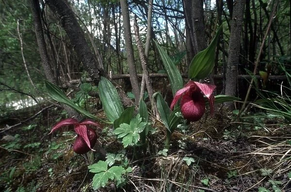Ladyslipper (Cypripedium) orchids in Chinas Jiuzhaigou National Park