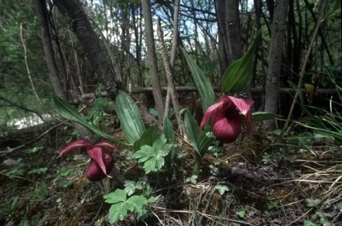 Framed Print : Ladyslipper (Cypripedium) orchids in Chinas Jiuzhaigou National Park