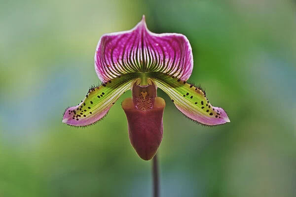 Ladyslipper Orchid, Paphiopedilum spp