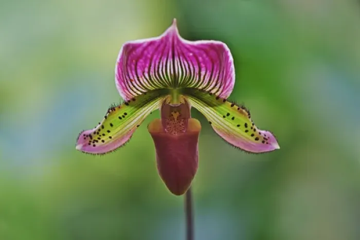 Framed Print : Ladyslipper Orchid, Paphiopedilum spp Framed Print : Ladyslipper Orchid, Paphiopedilum spp