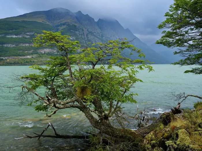 Framed Print : Lago Acigami with lenga beech trees. Landscape in the National Park Tierra del Fuego. South America, Argentina, Patagonia, Tierra del Fuego Framed Print : Lago Acigami with lenga beech trees. Landscape in the National Park Tierra del Fuego. South America, Argentina, Patagonia, Tierra del Fuego