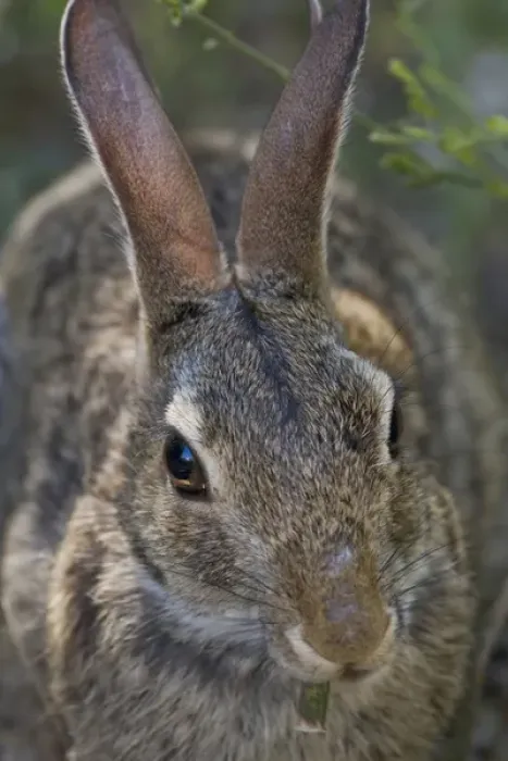 Framed Print : Laguna Atascosa National Wildlife Refuge, Rio Hondo Island, Texas, USA, North America Framed Print : Laguna Atascosa National Wildlife Refuge, Rio Hondo Island, Texas, USA, North America