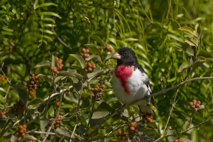Framed Print : Laguna Madre Nature Trail, South Padre Island, Texas, North America, USA. Rose-breasted Grosbeak