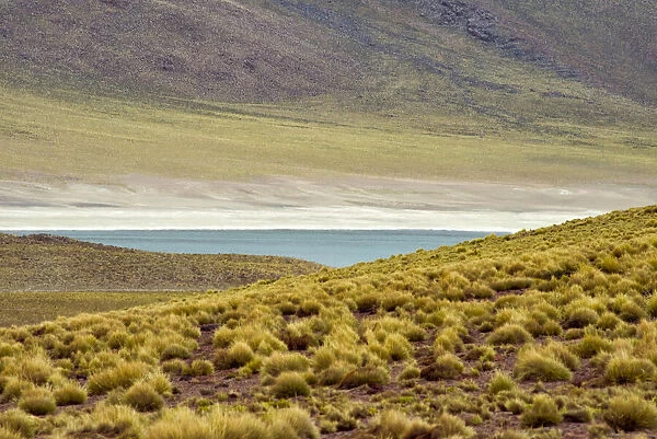 Laguna Miscanti, San Pedro de Atacama, Antofagasta Region, Chile