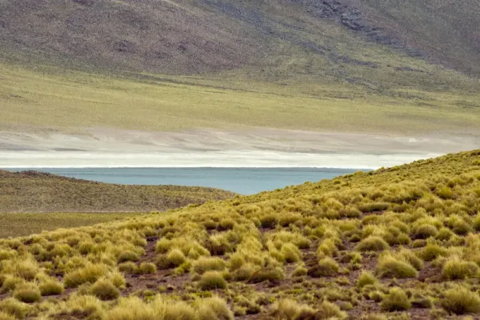 Framed Print : Laguna Miscanti, San Pedro de Atacama, Antofagasta Region, Chile