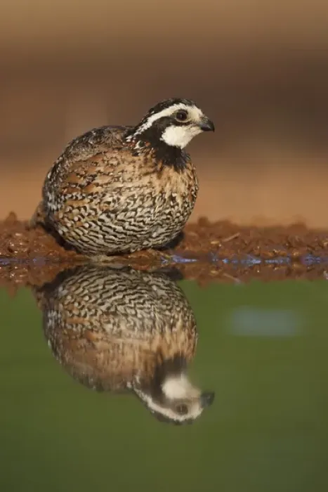 Framed Print : Laguna Seca Ranch, Hidalgo Co. Texas, USA, Northern Bobwhite (Colinus virginianus) quail