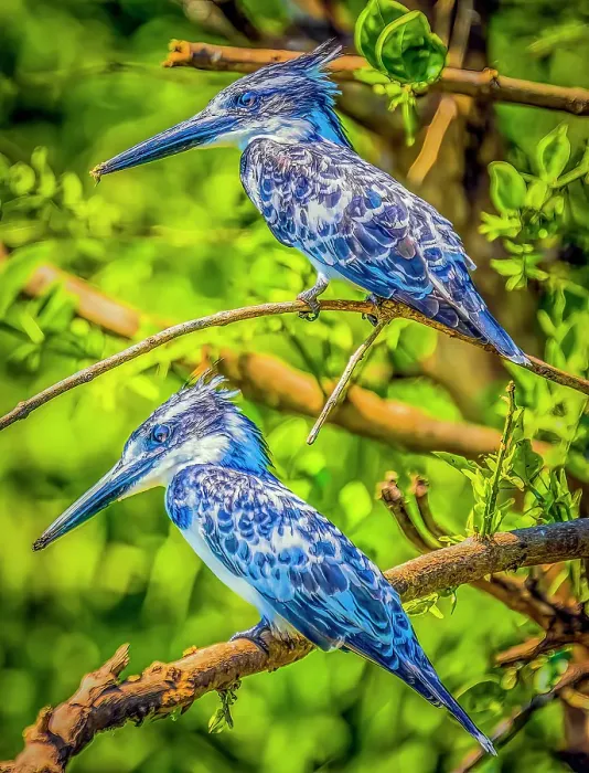 Framed Print : Lake Albert, Uganda, Africa. Portrait of two belted kingfishers in a tree next to the lake hunting for fish