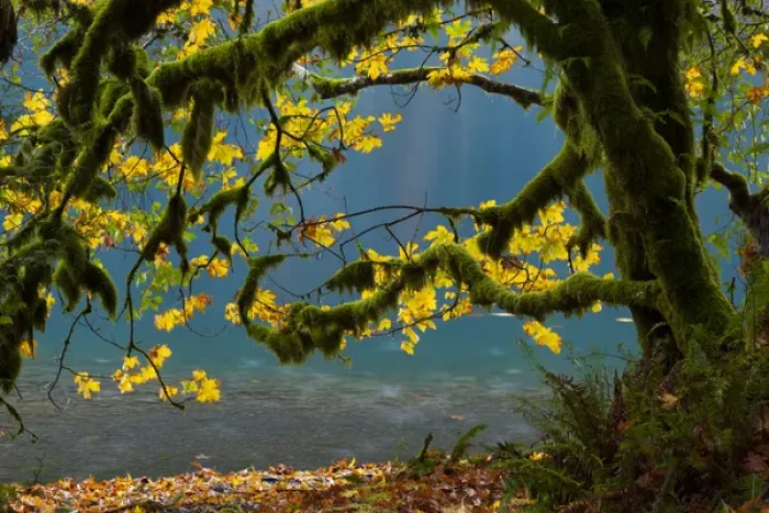 Framed Print : Lake Crescent, Olympic National Park, Washington, USA