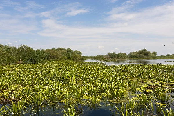 Lake in the Danube Delta, romania. Big willows, alder and ash trees form a riparian