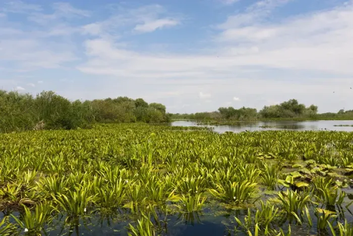 Framed Print : Lake in the Danube Delta, romania. Big willows, alder and ash trees form a riparian Framed Print : Lake in the Danube Delta, romania. Big willows, alder and ash trees form a riparian