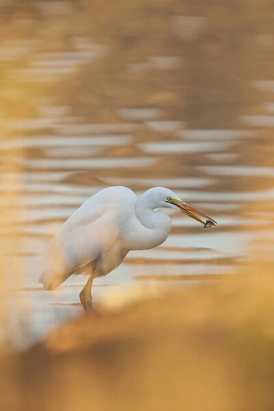 Lake Murray. San Diego, California. A Great Egret and catch caught through