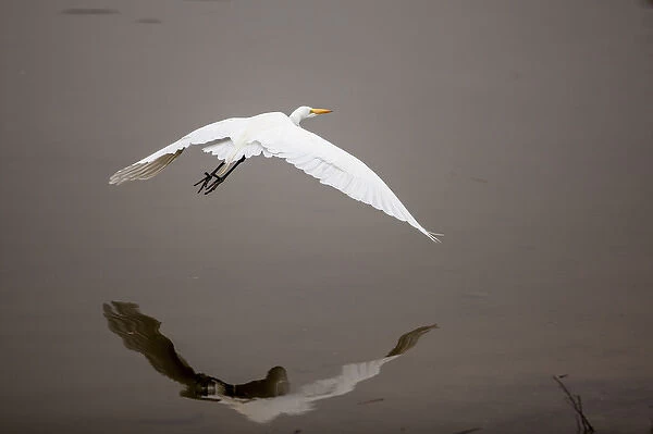Lake Murray, San Diego, California. Reflection and soaring with a Great Egret