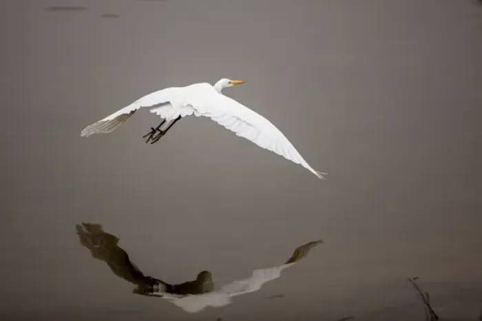 Framed Print : Lake Murray, San Diego, California. Reflection and soaring with a Great Egret Framed Print : Lake Murray, San Diego, California. Reflection and soaring with a Great Egret