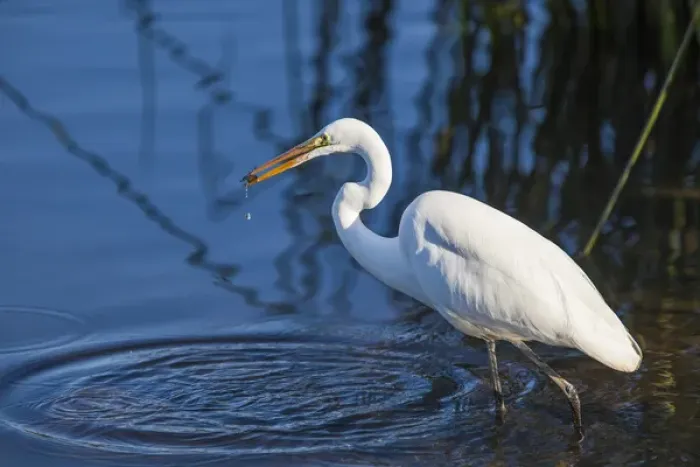 Framed Print : Lake Murray, San Diego, California. Wading Great Egret with Crayfish Catch