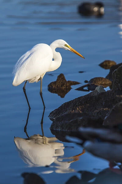 Lake Murray. San Diego, California. A Great Egret prowling the shoreline for a
