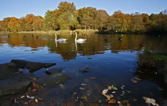 Framed Print : Lake with Swans and Ducks, Forest of Dean, UK